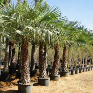 Wax Palm Tree UAE