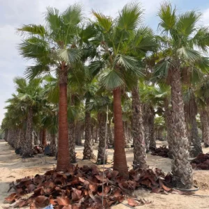 Spanish Washington Palm Trees