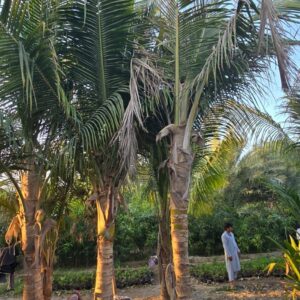 Coconut Palm Tree